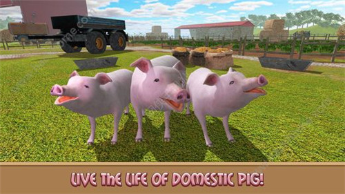 家猪模拟器的生活ios版游戏截图2