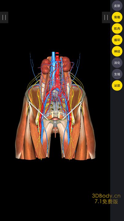 3Dbody解剖手机版游戏截图3